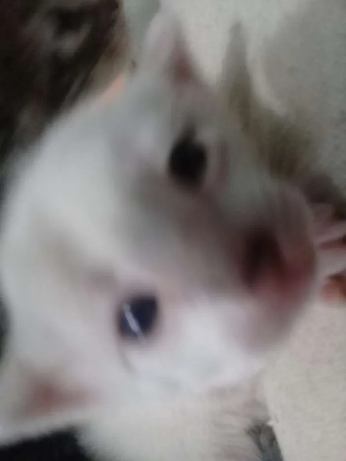 Gato ra a  idade Abaixo de 2 meses nome filhotes