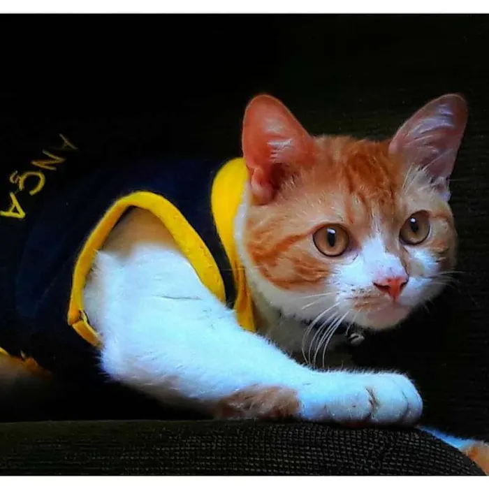 Gato ra a SRD idade 7 a 11 meses nome Batata