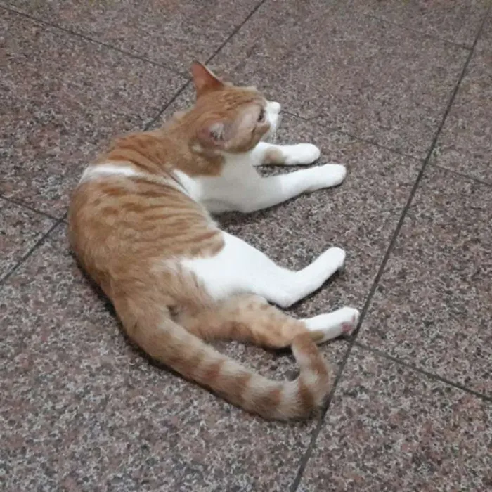 Gato ra a SRD idade 7 a 11 meses nome Batata