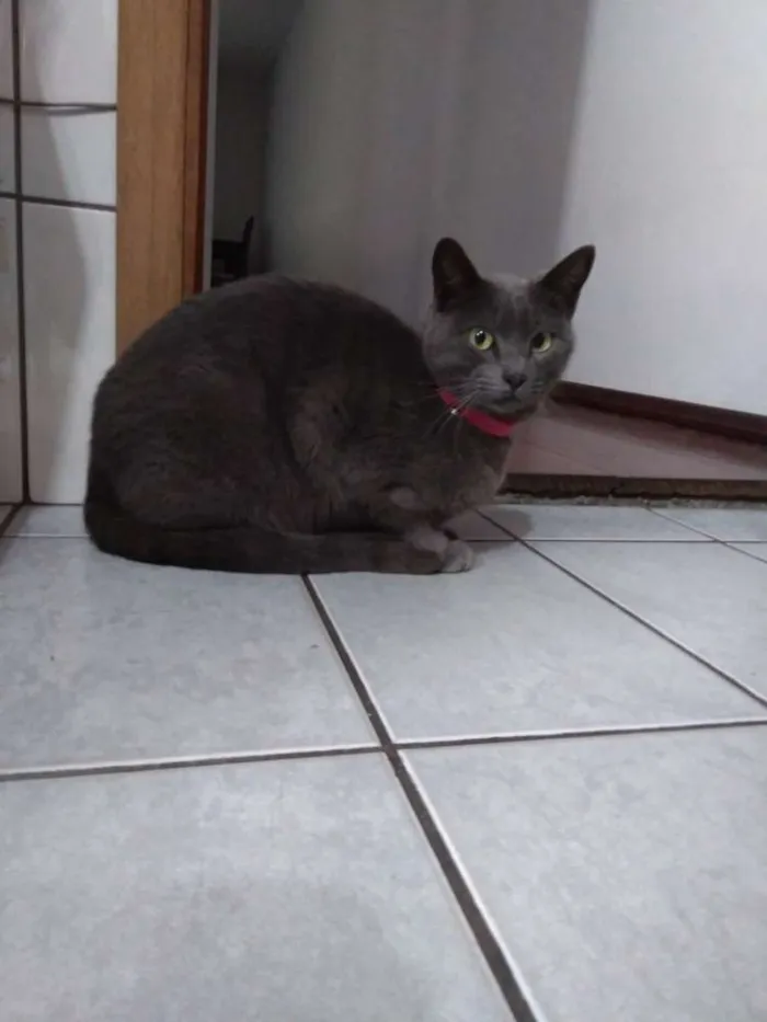 Gato ra a  idade 1 ano nome Vênus