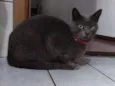 Vênus