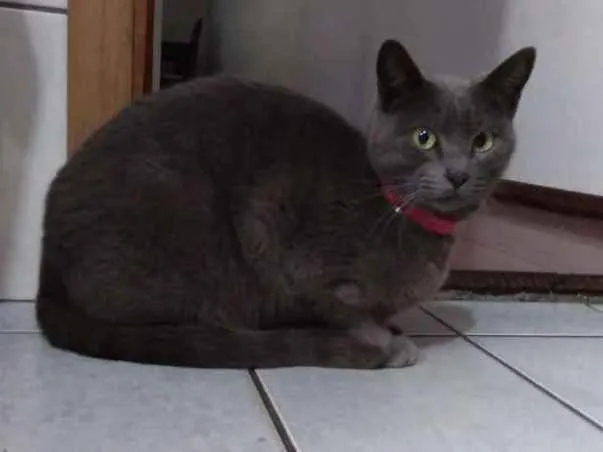 Gato ra a  idade 1 ano nome Vênus