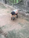 Juanito