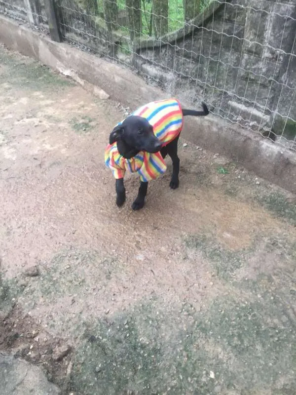 Cachorro ra a Srd idade 2 a 6 meses nome Juanito