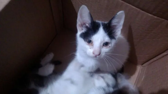 Gato ra a Indefinida idade 2 a 6 meses nome Sem Nome