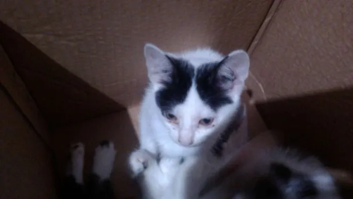 Gato ra a Indefinida idade 2 a 6 meses nome Sem Nome