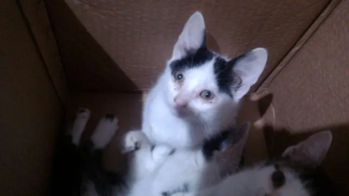 Gato ra a Indefinida idade 2 a 6 meses nome Sem Nome