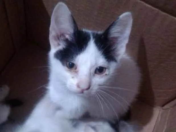 Gato ra a Indefinida idade 2 a 6 meses nome Sem Nome