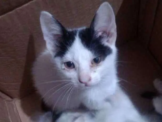 Gato ra a Indefinida idade 2 a 6 meses nome Sem Nome