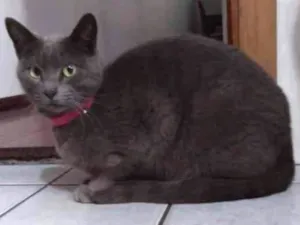 Gato raça  idade 1 ano nome Vênus