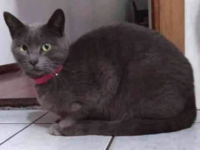 Gato ra a  idade 1 ano nome Vênus