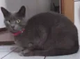 Vênus