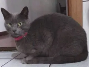 Gato raça  idade 1 ano nome Vênus