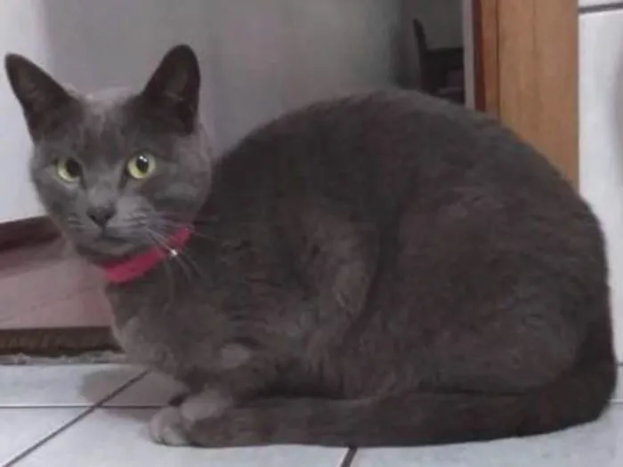 Gato ra a  idade 1 ano nome Vênus