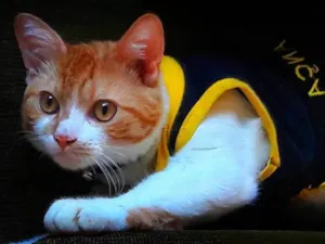 Gato raça SRD idade 7 a 11 meses nome Batata