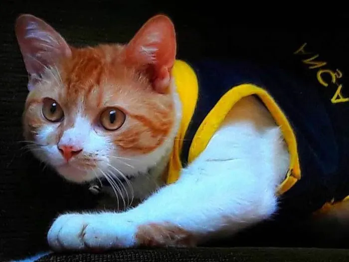 Gato ra a SRD idade 7 a 11 meses nome Batata