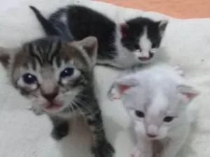 Gato raça  idade Abaixo de 2 meses nome filhotes