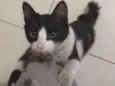 Angus