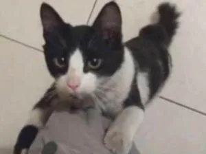 Gato raça SRD idade 2 a 6 meses nome Angus