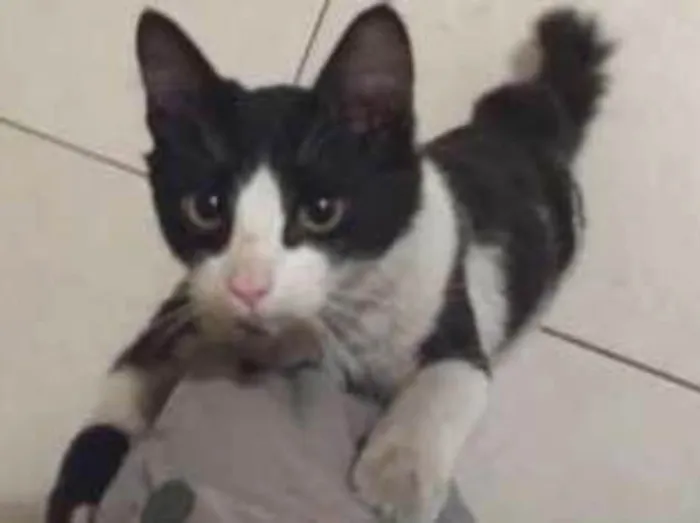 Gato ra a SRD idade 2 a 6 meses nome Angus