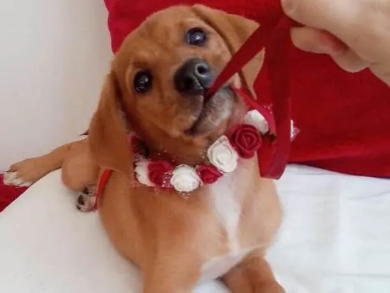 Cachorro ra a Indefinida idade 2 a 6 meses nome Carol Melo