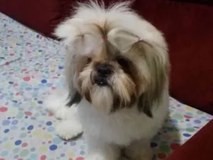 Cachorro raça Schitzu idade 2 anos nome Nina 