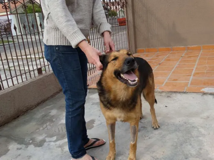 Cachorro ra a Pastor idade 2 anos nome Bruce