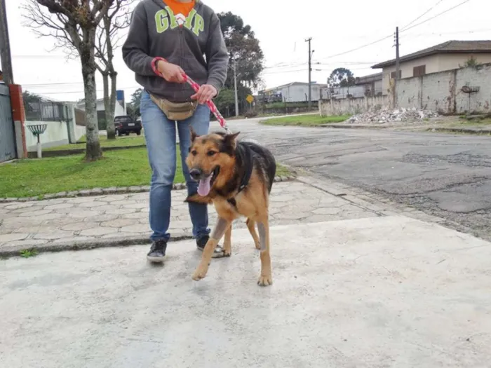 Cachorro ra a Pastor idade 2 anos nome Bruce
