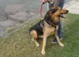 Bruce