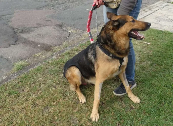 Cachorro ra a Pastor idade 2 anos nome Bruce