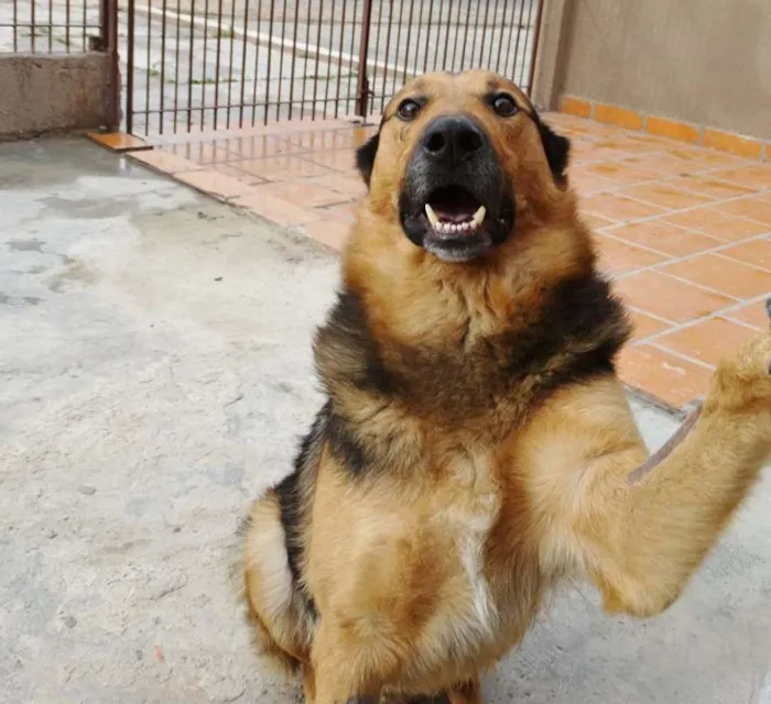 Cachorro ra a Pastor idade 2 anos nome Bruce