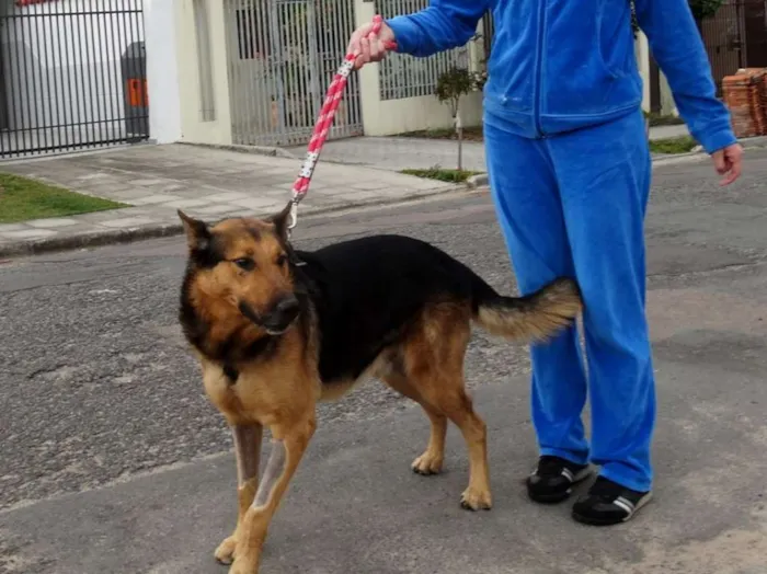 Cachorro ra a Pastor idade 2 anos nome Bruce