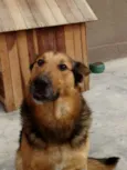 Bruce