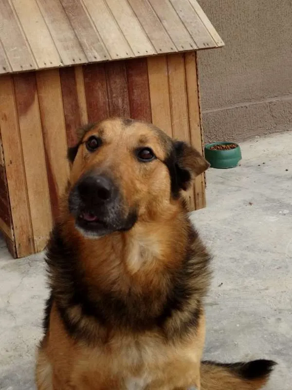 Cachorro ra a Pastor idade 2 anos nome Bruce