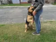 Bruce