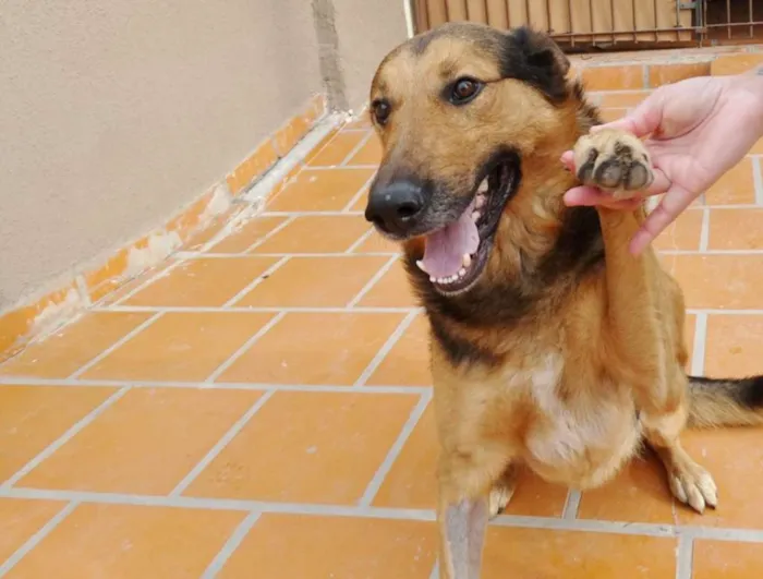 Cachorro ra a Pastor idade 2 anos nome Bruce