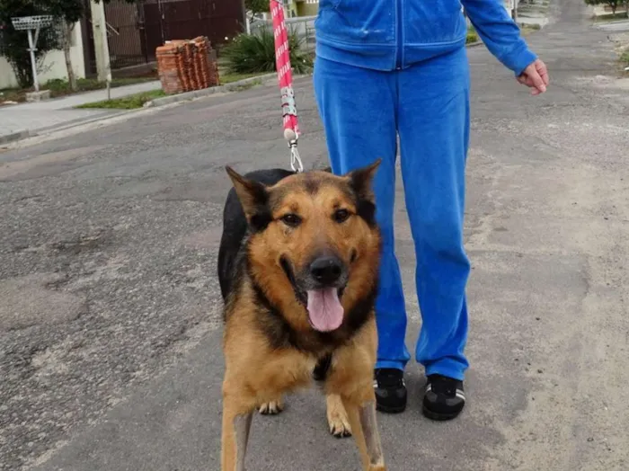 Cachorro ra a Pastor idade 2 anos nome Bruce