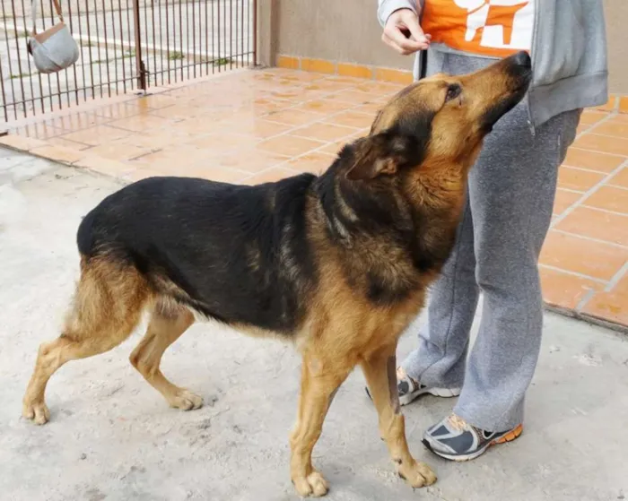 Cachorro ra a Pastor idade 2 anos nome Bruce