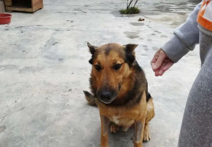 Cachorro ra a Pastor idade 2 anos nome Bruce