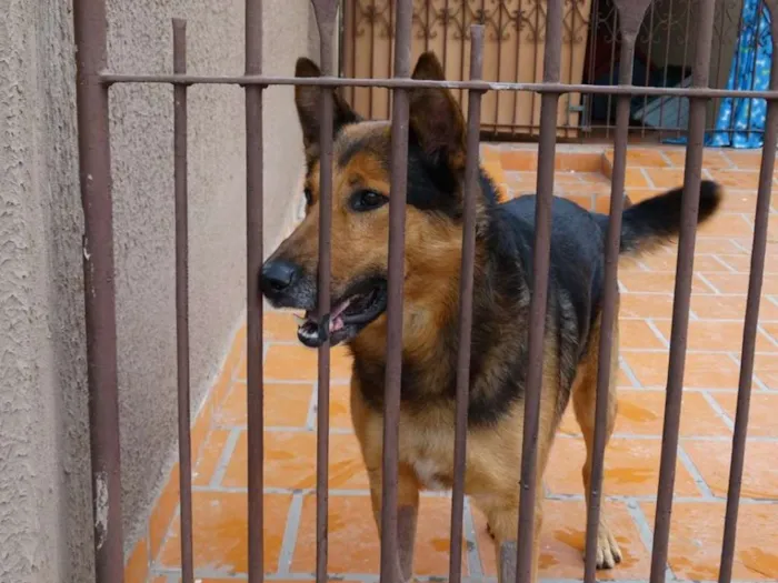 Cachorro ra a Pastor idade 2 anos nome Bruce