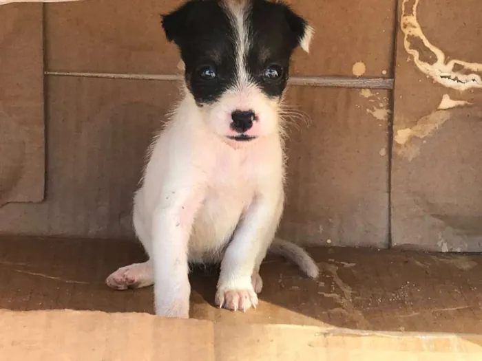 Cachorro raça indefinida idade 2 a 6 meses nome Ainda não tem