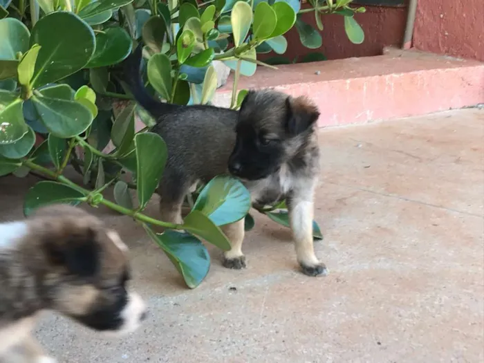Cachorro raça indefinida idade 2 a 6 meses nome Ainda não tem