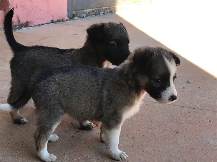 Cachorro raça indefinida idade 2 a 6 meses nome Ainda não tem