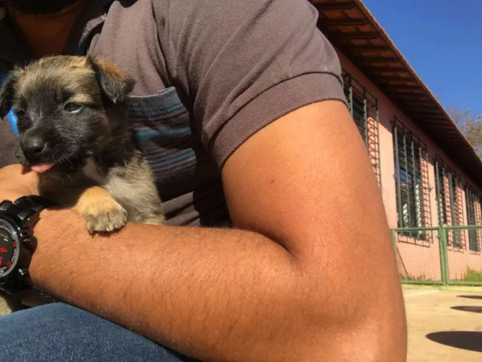 Cachorro raça indefinida idade 2 a 6 meses nome Ainda não tem