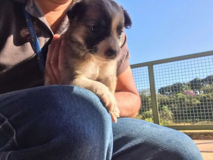 Cachorro raça indefinida idade 2 a 6 meses nome Ainda não tem