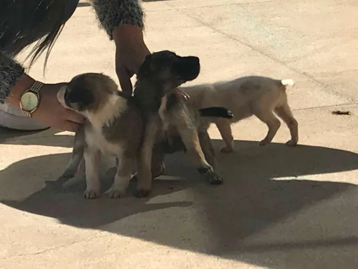 Cachorro raça indefinida idade 2 a 6 meses nome Ainda não tem