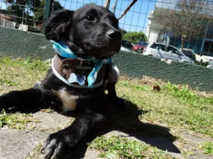 Cachorro raça SRD idade 2 a 6 meses nome Malbec