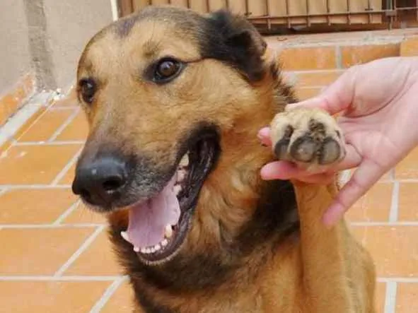 Cachorro ra a Pastor idade 2 anos nome Bruce