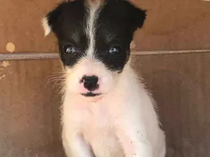 Cachorro raça indefinida idade 2 a 6 meses nome Ainda não tem