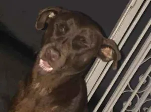 Cachorro raça Vira-lata idade  nome Desconhecido